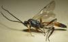 Cryptinae inconnu